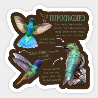 Animal facts - Hummingbird Sticker